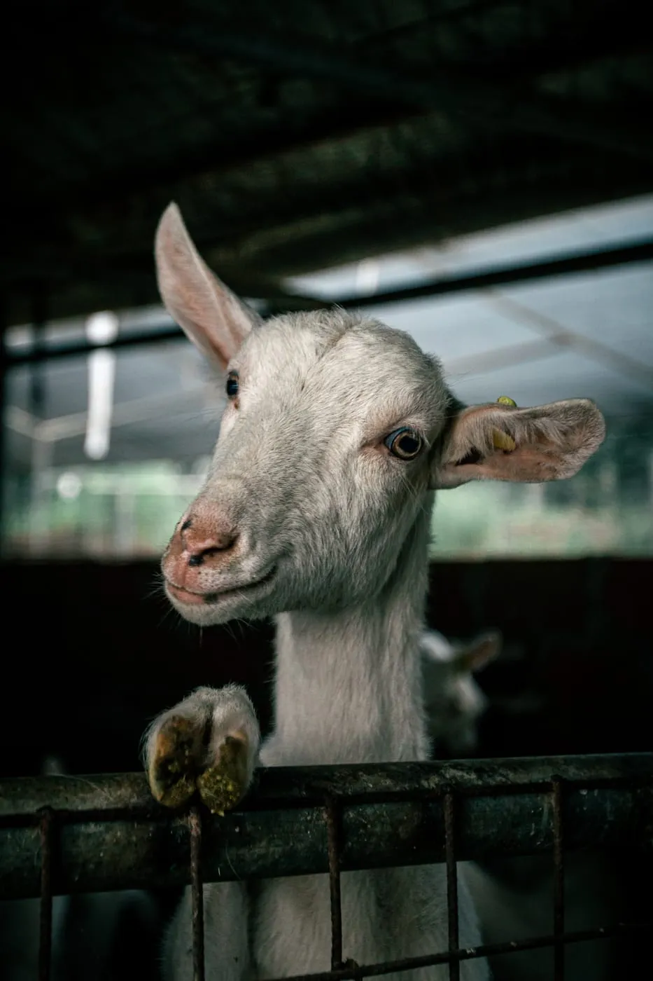 Cabra curiosa apoyada en la baranda del corral