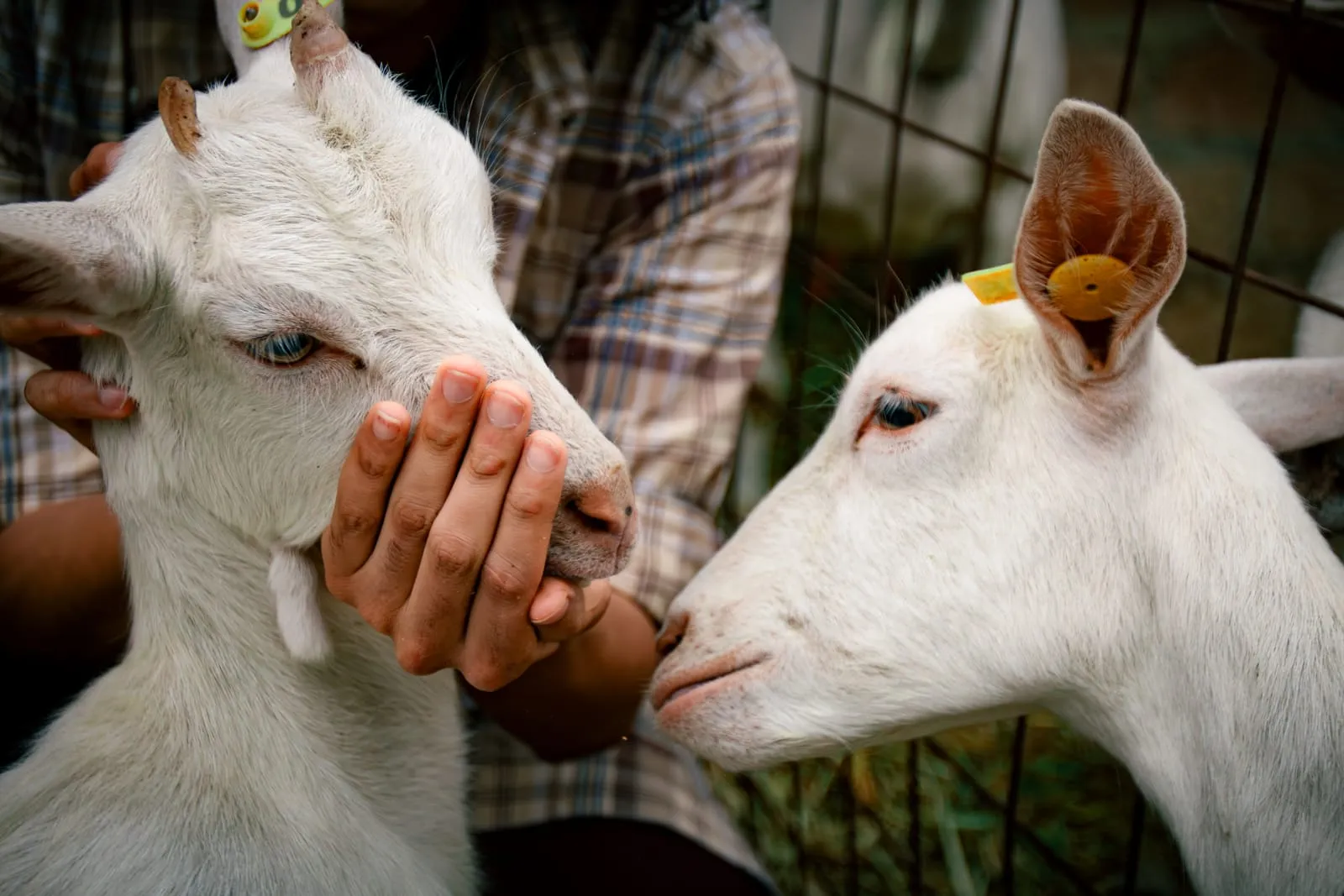 Una mano acaricia el hocico de un cabrito blanco mientras otro mira a la cámara