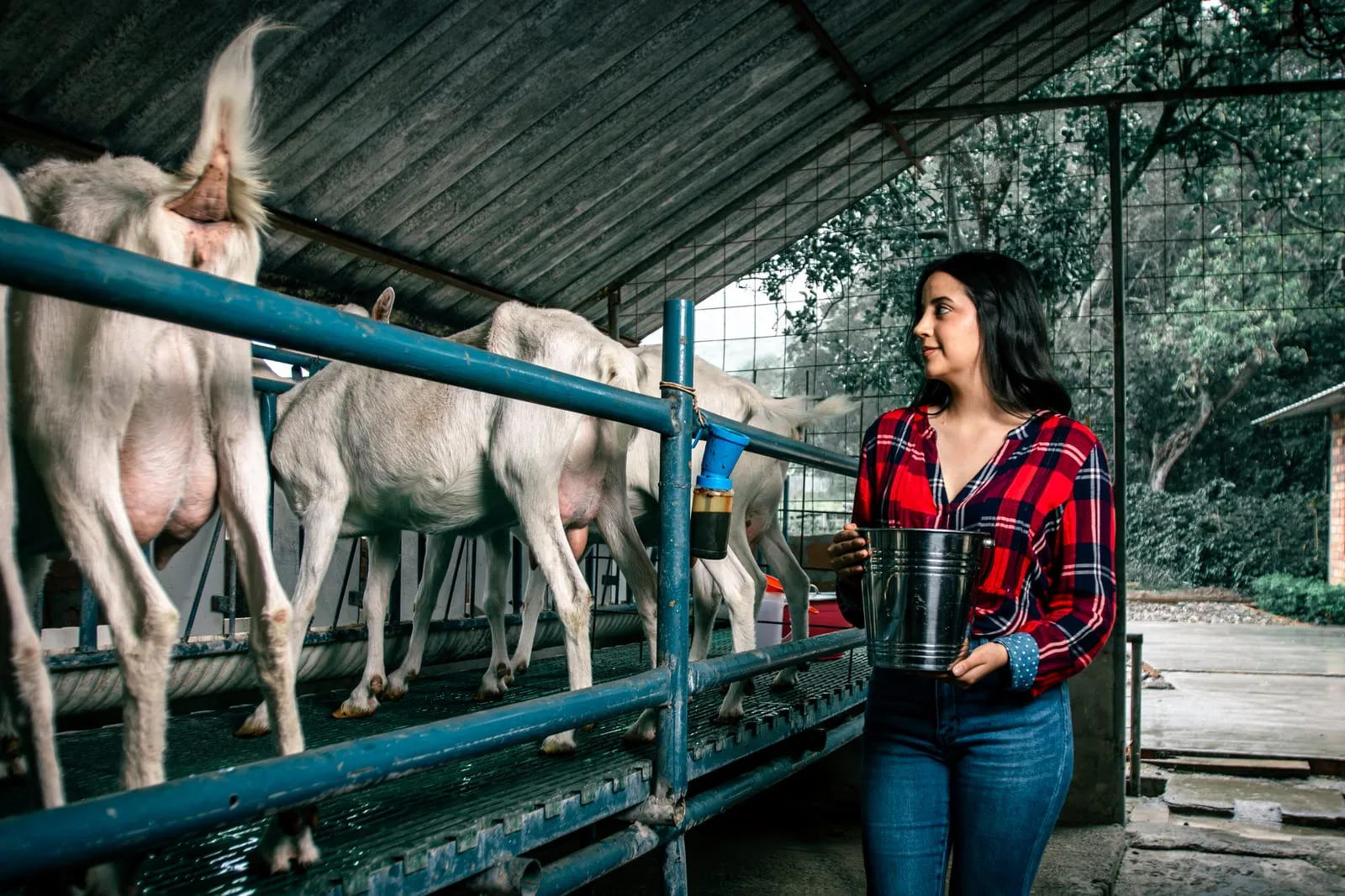 Visitante con un balde de leche frente a la fila de cabras del establo