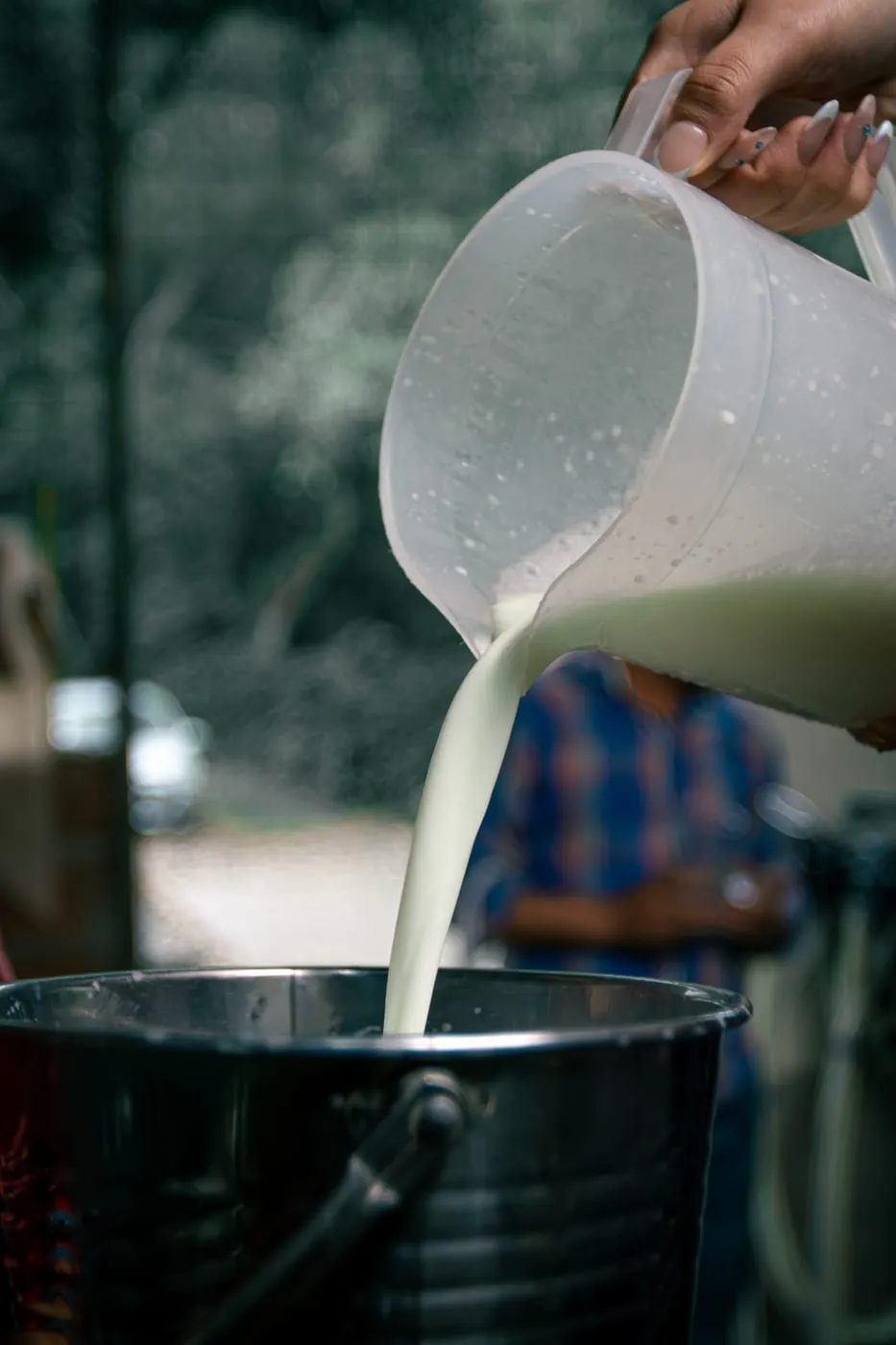Leche recién ordeñada vertida de una jarra a un balde de acero