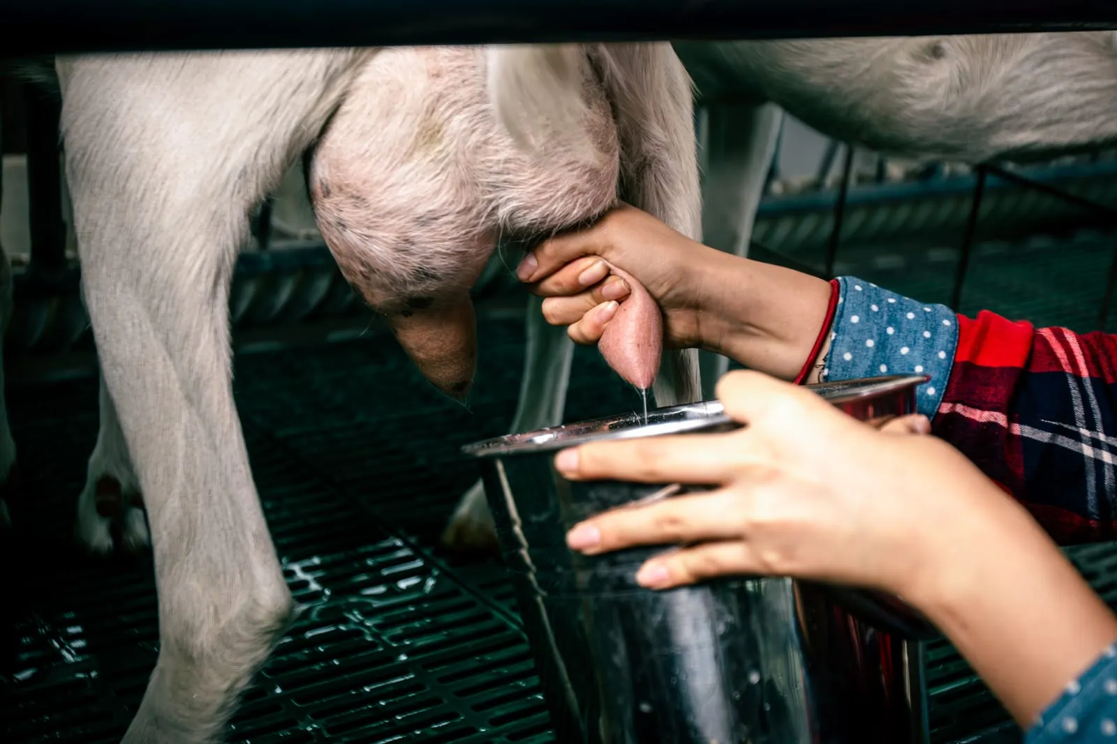 Manos ordeñando una cabra, con el chorro de leche cayendo al balde
