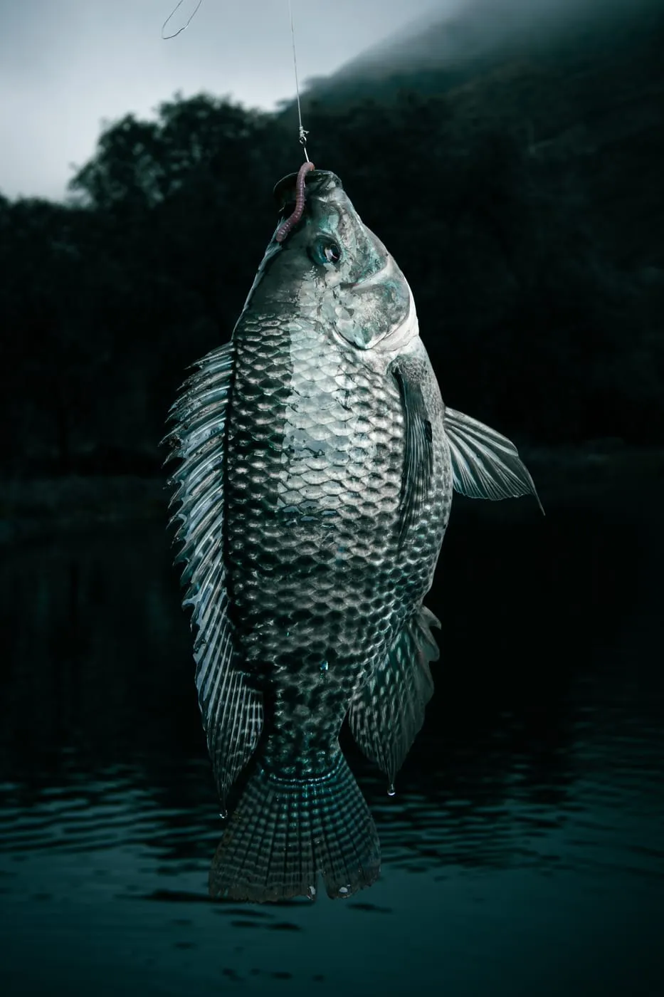 Tilapia recién sacada del estanque, colgando del sedal